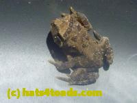 /home//u458753944/public_html/sourcegallery//Roxborough Toad Detour/2013-2019/2013/2013-06-03/P1120616.JPG